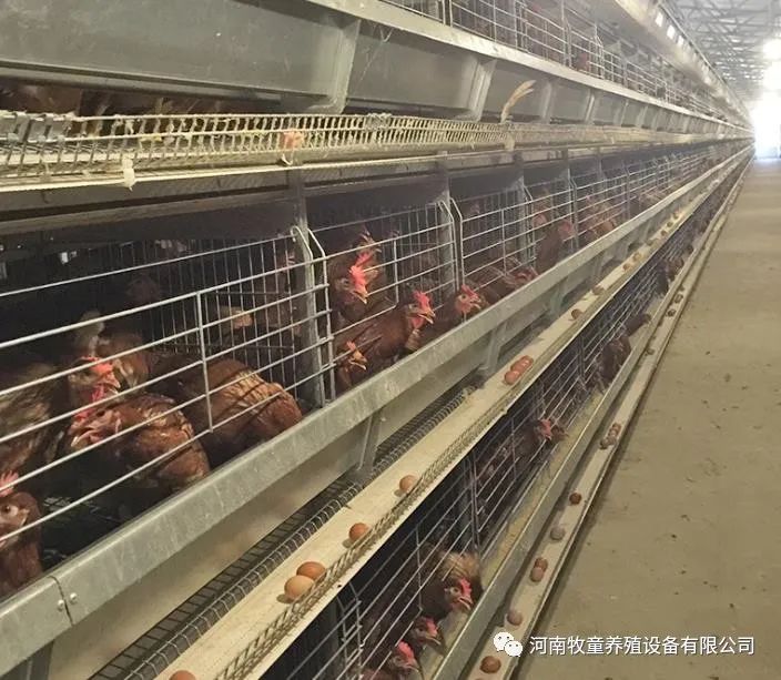 乐玩社区官网:我区“金口鸡蛋”当选青岛市全国名特优新农产品品牌中心竞争力提振举动遴选产品名单